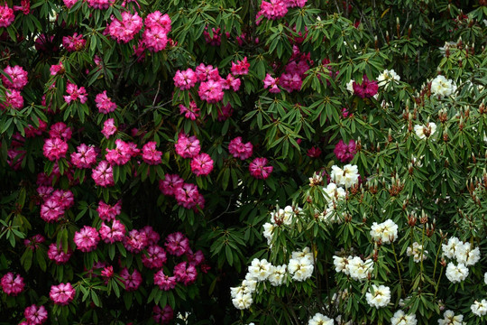 贵州毕节百里杜鹃花