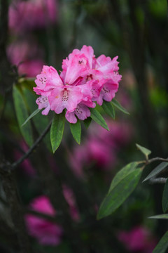 贵州毕节百里杜鹃