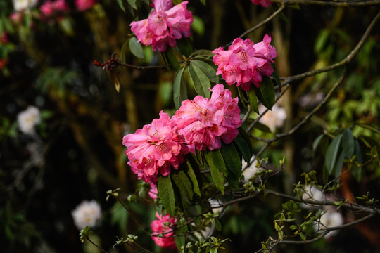 贵州毕节百里杜鹃