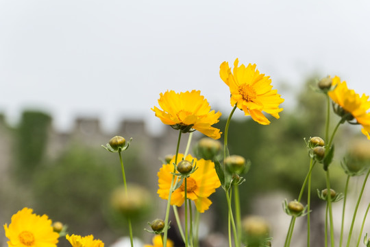 花 花卉 花蕾 黄色 黄色小花