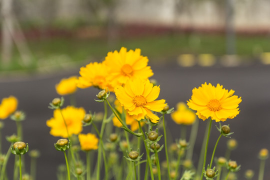 花 花卉 花蕾 黄色 黄色小花