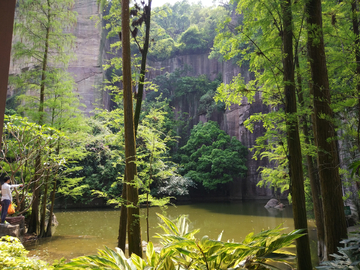 广州莲花山竹林