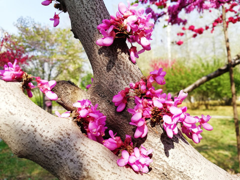 花满枝