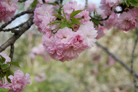 樱花