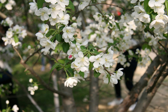 海棠花