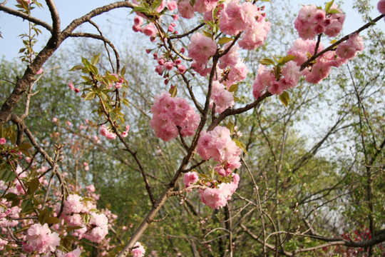 樱花