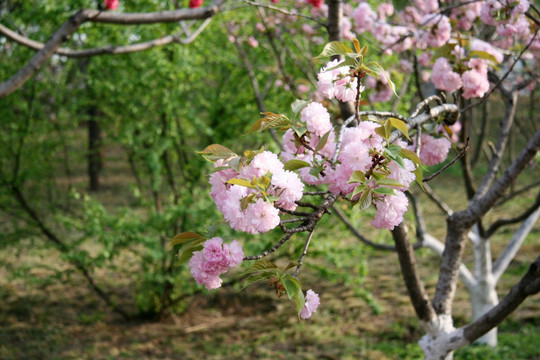 樱花