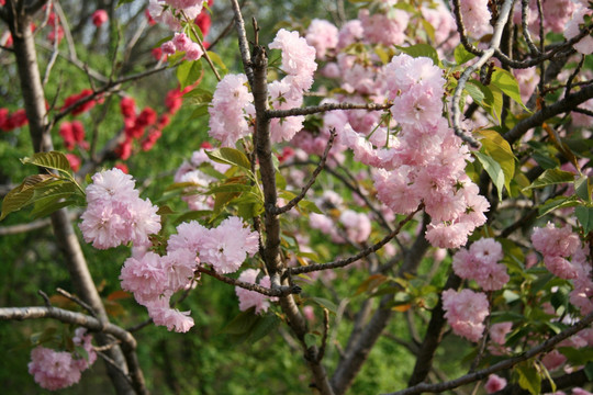 樱花