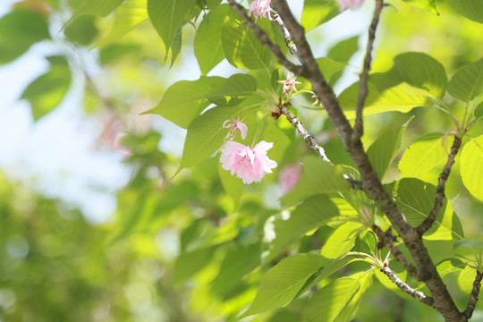 樱花树