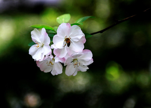 蜜蜂海棠花