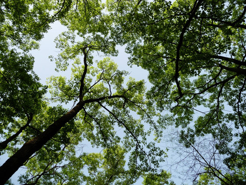 橡树枝叶蓝天