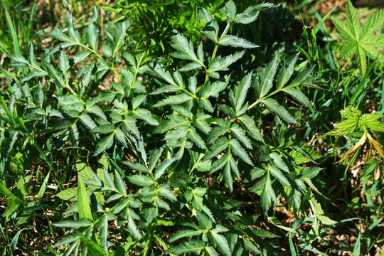 野生植物 白芷