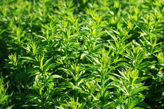 野生植物 草本威灵仙