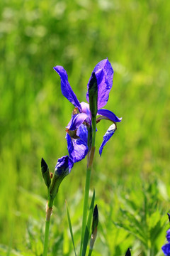 紫花鸢尾