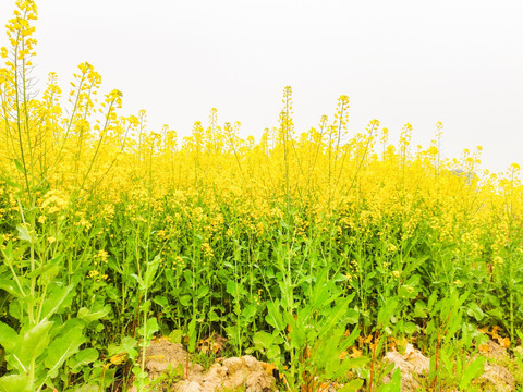 油菜花