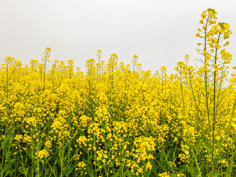 油菜花