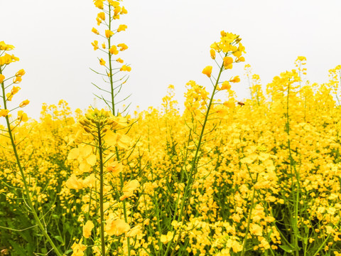 油菜花