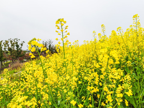 油菜