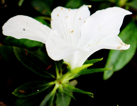 观赏花 杜鹃花 鲜花 映山