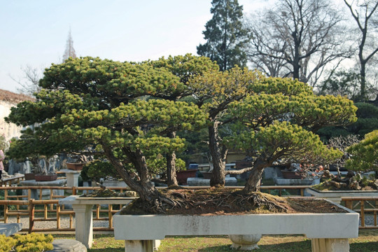 盆景松树