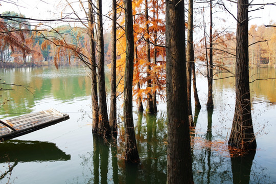 尚湖公园湿地红杉树