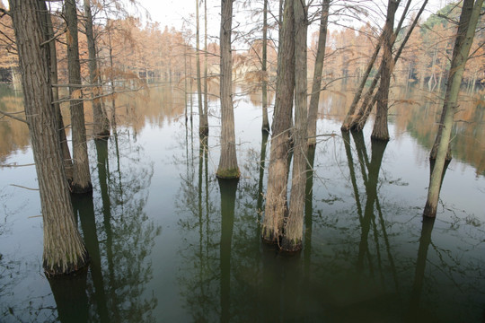 水中杉树林