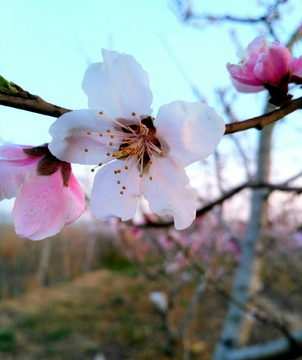 白桃花