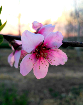 粉色桃花