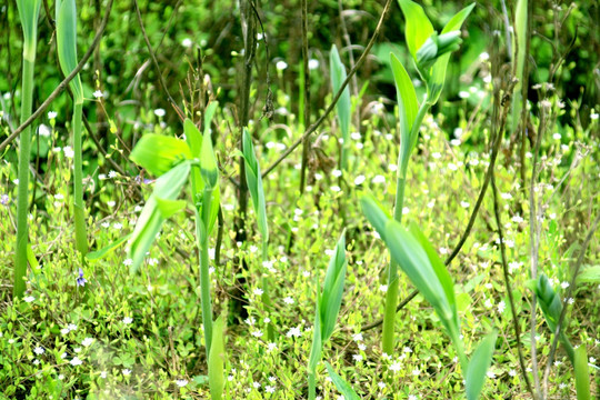 玉竹基地 玉竹种植