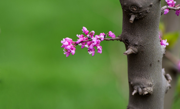 紫荆花