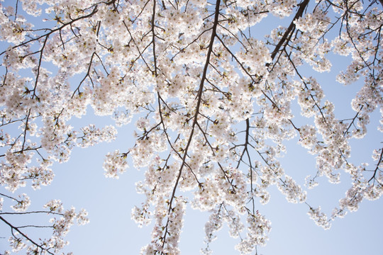 春天花朵 白色樱花