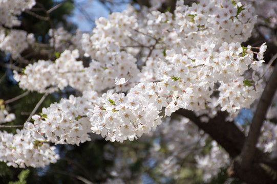 日本樱花 樱花素材