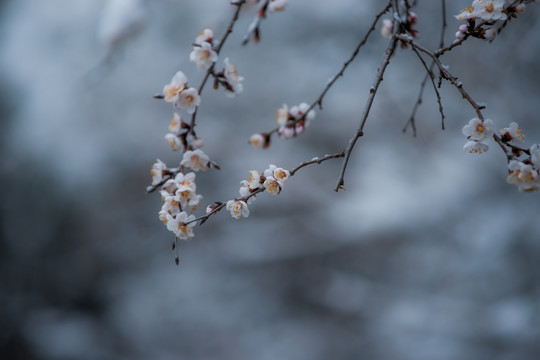 桃花