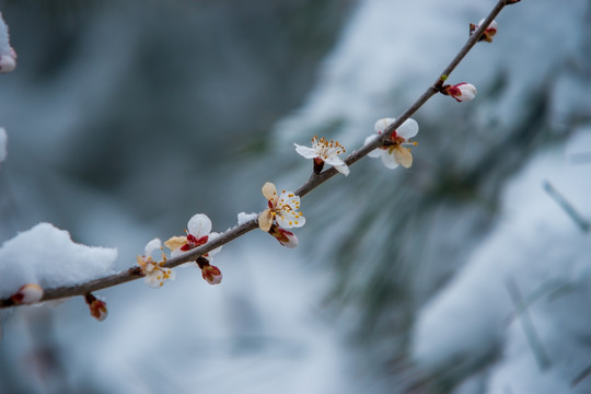 桃花