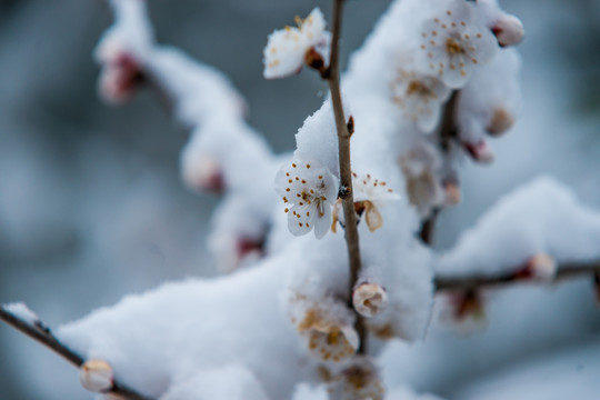 雪压松树