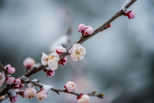 桃花