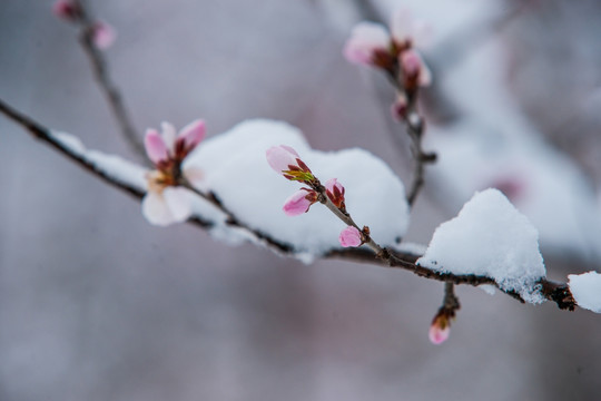 桃花