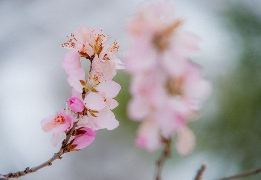 4月雪