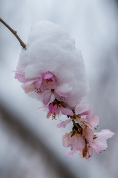 4月雪