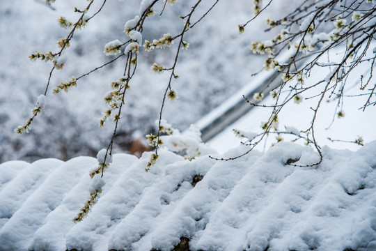 4月雪