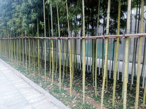 竹篱墙