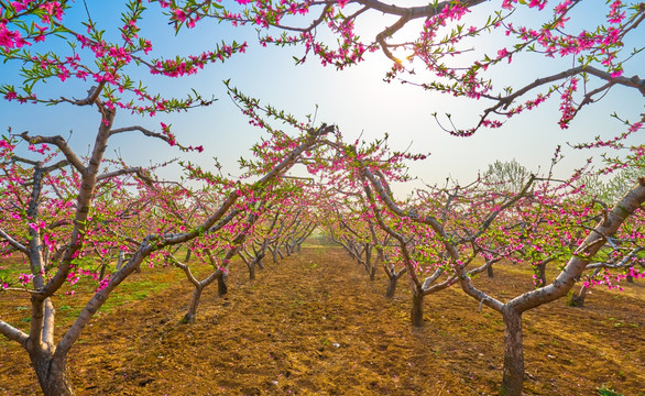 桃花 桃树 高清大画幅