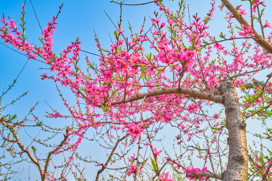 桃花 桃树 高清大图