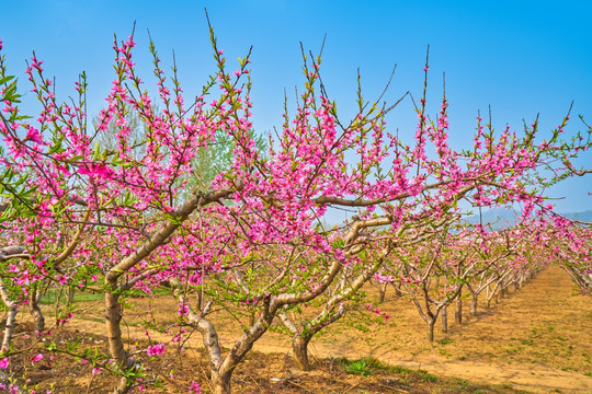 桃花 桃树 高清大图