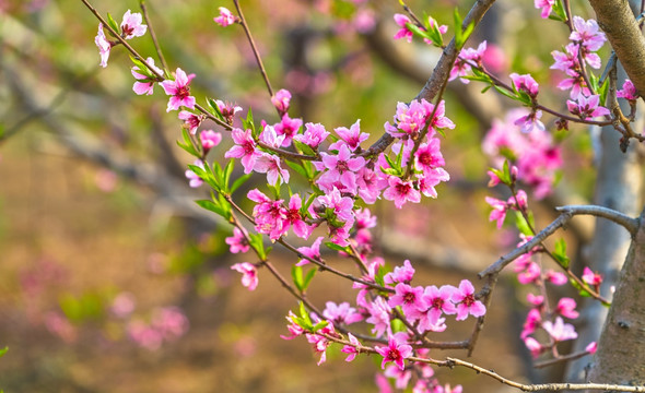 桃花 桃树 高清大图