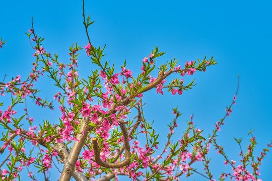 桃花 桃树 高清大图