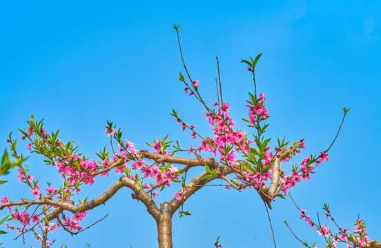 桃花 桃树 高清大图