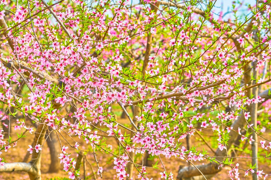 桃花 桃树 高清大图