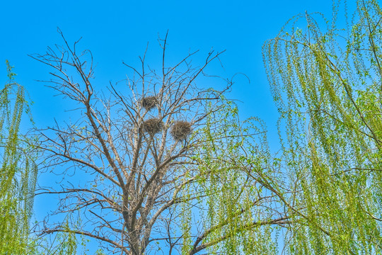 树上的鸟巢