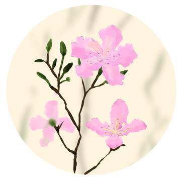 羊蹄甲花